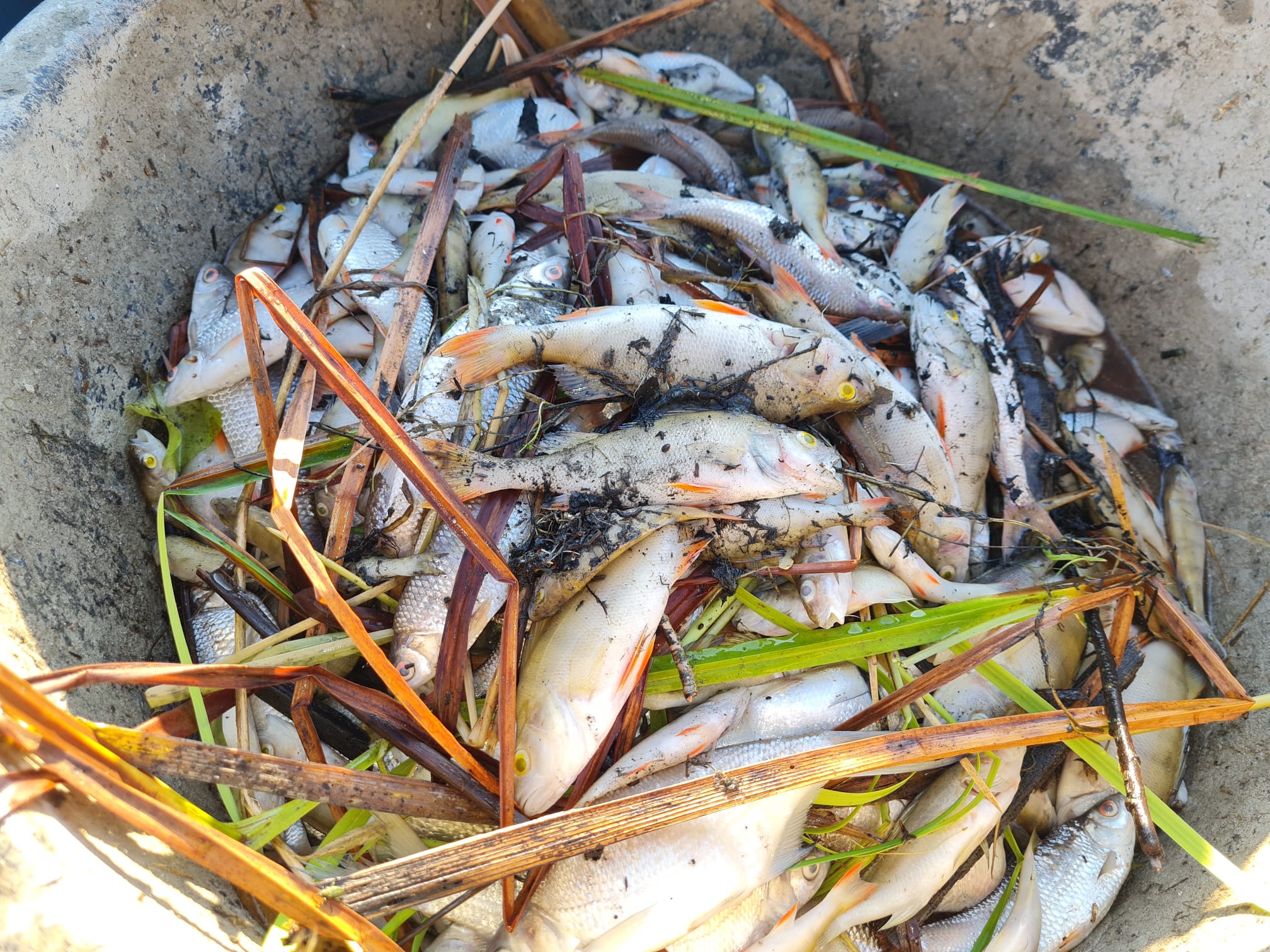 Sauerstoffmangel 2023